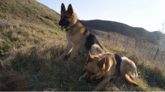 Facts About German Shepherds That You Need to Know