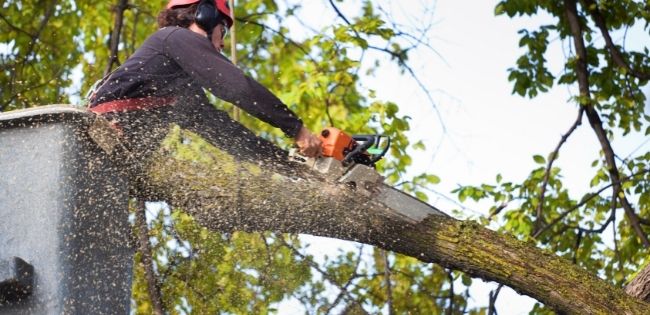 Tree Service in Berkeley CA