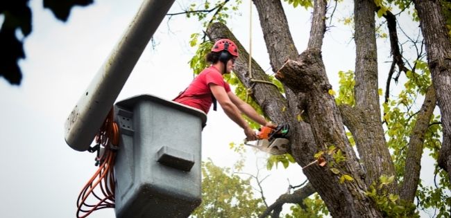 Tree Service in Hayward CA