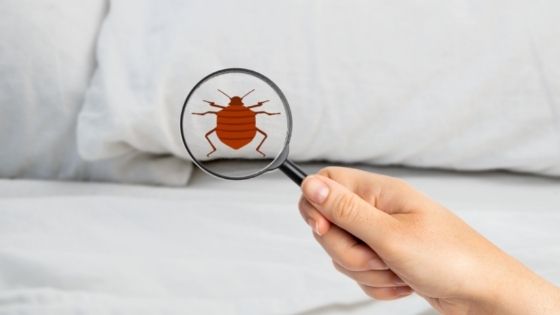 bed bug removal