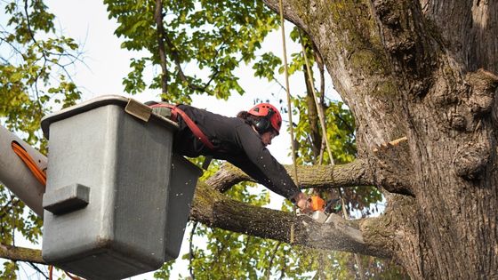 3 Reasons to Get an Arborist Consultation