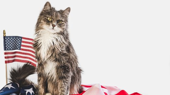 Beginner's Guide to Owning Your First Cat