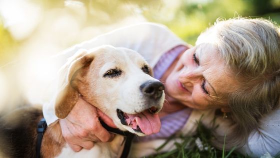 How to Properly Take Care of a Senior Pet