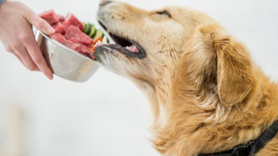 Why Some People Choose to Feed Their Dog a Raw Diet