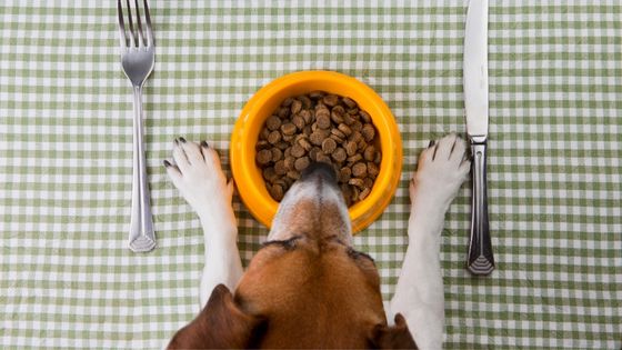 Why You Want to Make Sure Your Pup Has a Balanced Diet
