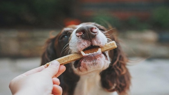 How to Give Your Dog Treats Effectively
