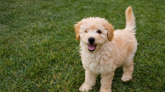 understanding the unique characteristics of goldendoodle puppies
