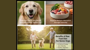 Benefits of Raw Food Diet For Senior Dogs